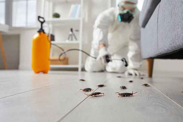 Commercial Kitchen Cockroach Control in Amarillo